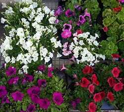 Galería de imágenes