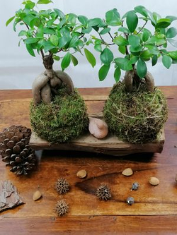 Galería de imágenes