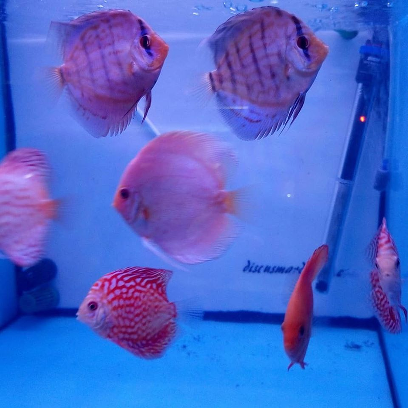 Discusmardelrey Alacant/Alicante