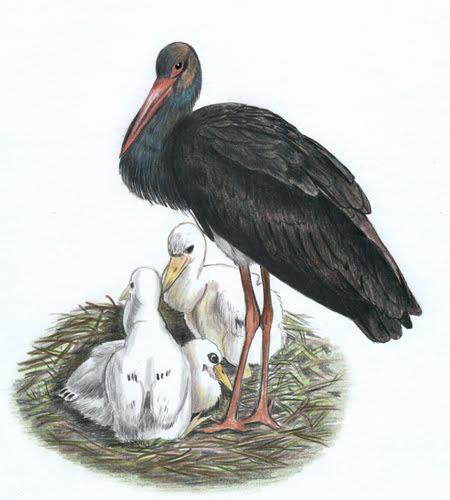 El Rincón De Belén