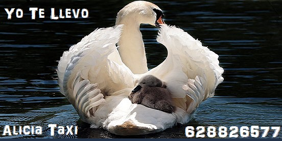Alicia Taxi TAXIS: SERVICIOS Y PARADAS