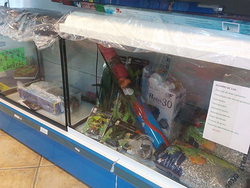 Galería de imágenes