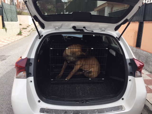 Taxi La Zubia Antonio 13