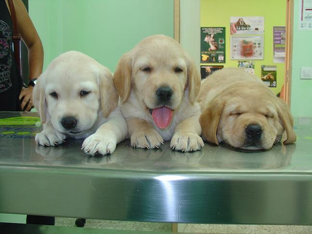 Consulta Veterinaria Acueducto 7