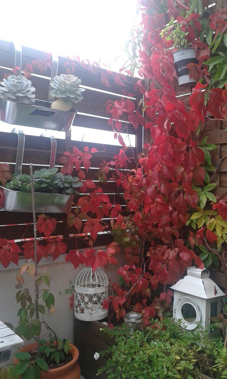 Cercis Jardiner&iacute;a JARDINERIA: EMPRESAS DE SERVICIOS