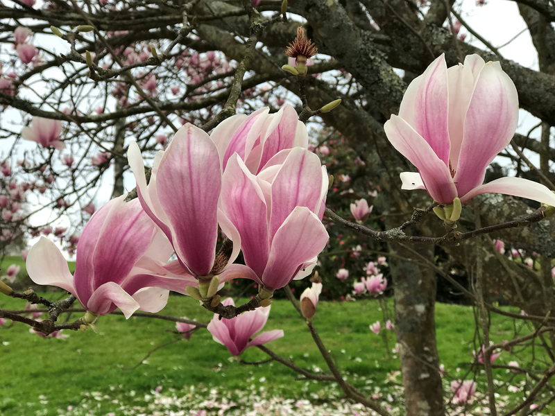 Cercis Jardiner&iacute;a 14