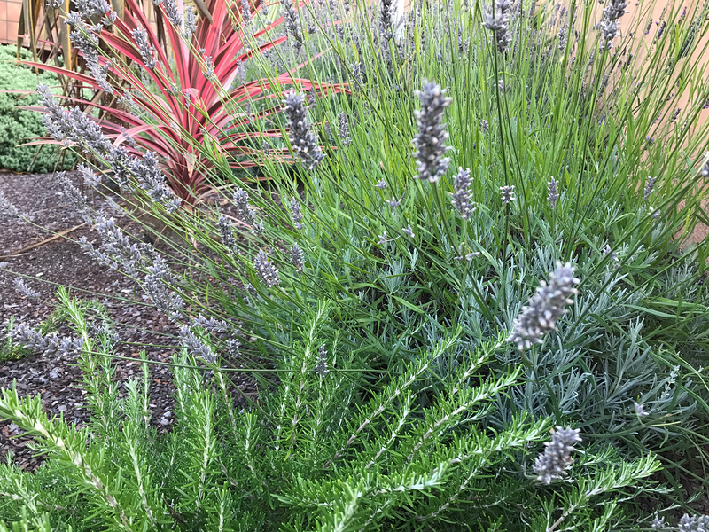 Cercis Jardiner&iacute;a 15