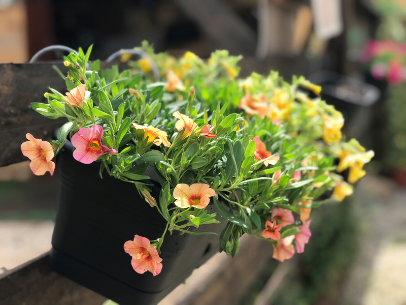 Cercis Jardiner&iacute;a 13