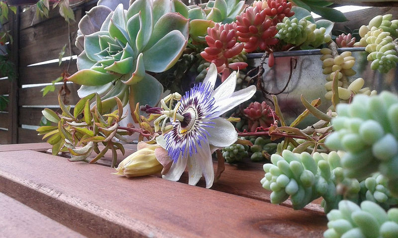 Cercis Jardiner&iacute;a 5