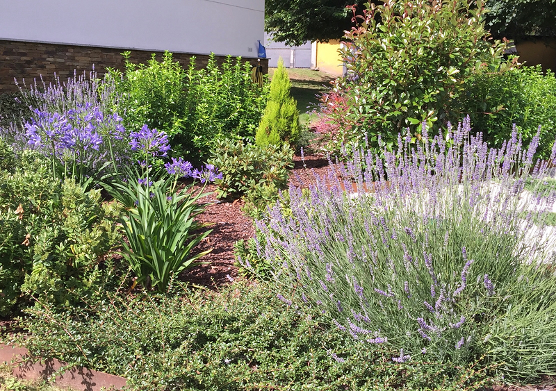 Cercis Jardiner&iacute;a 6