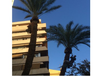 Trepa Y Poda De Palmeras, &Aacute;rboles Y Jardines 2