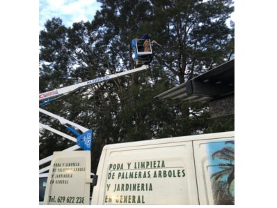 Trepa Y Poda De Palmeras, &Aacute;rboles Y Jardines 3
