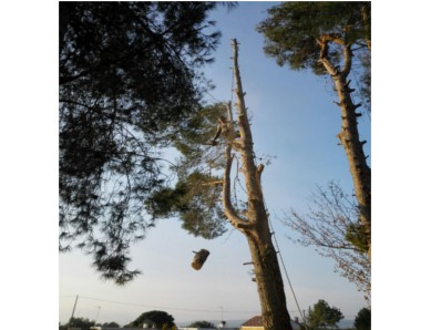 Trepa Y Poda De Palmeras, &Aacute;rboles Y Jardines l'Alcúdia