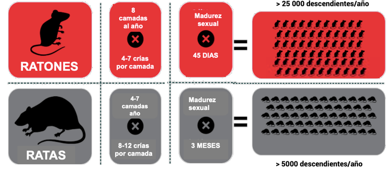 Control de Plagas en Barcelona - Xterplagas 4