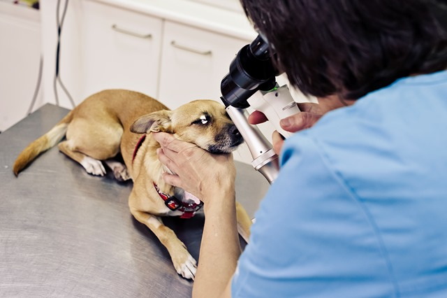 Cl&iacute;nica Veterinaria Zarpa 2