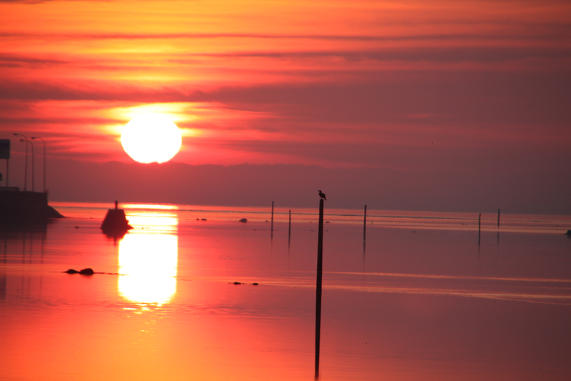 Proceso Psicolog&iacute;a PSICOLOGOS