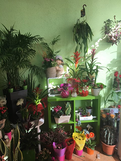 Galería de imágenes