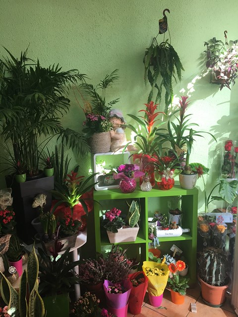 Flores Inoma FLORISTERIAS