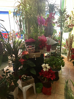 Galería de imágenes