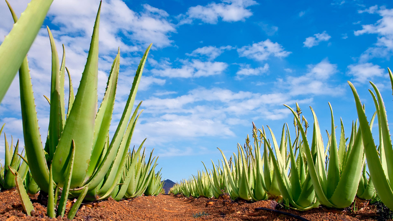 Agroingenia Canarias Las Palmas de Gran Canaria