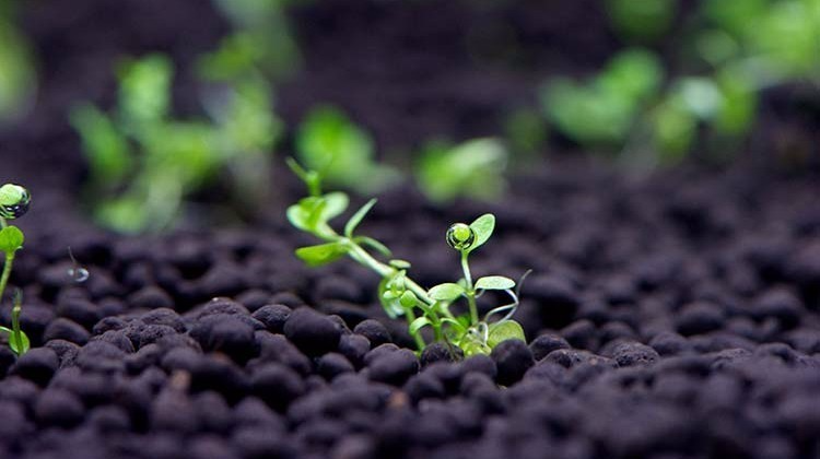 Agroingenia Canarias INGENIEROS AGRONOMOS