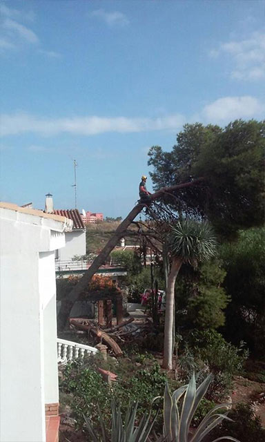 Jard&iacute;n Tropical 3