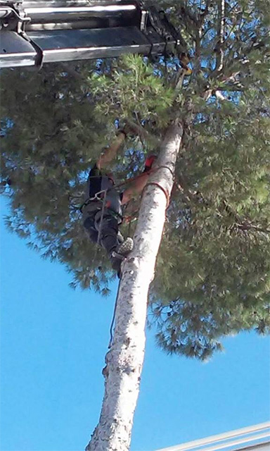 Jard&iacute;n Tropical JARDINERIA: EMPRESAS DE SERVICIOS