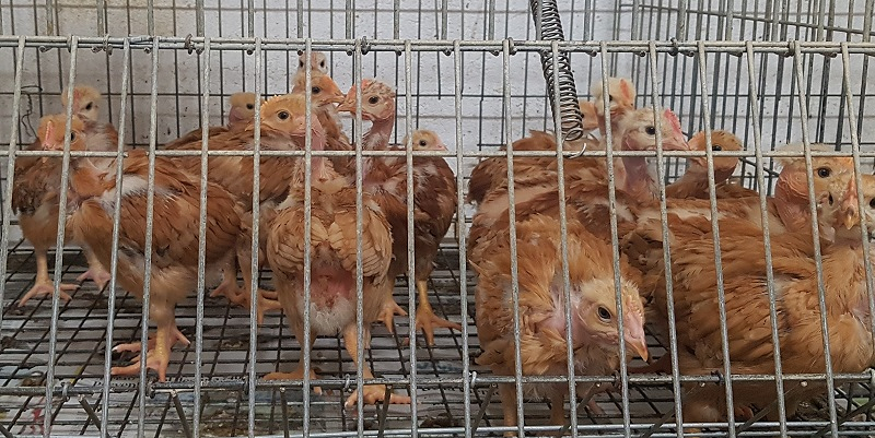 Suministros La Granja 5