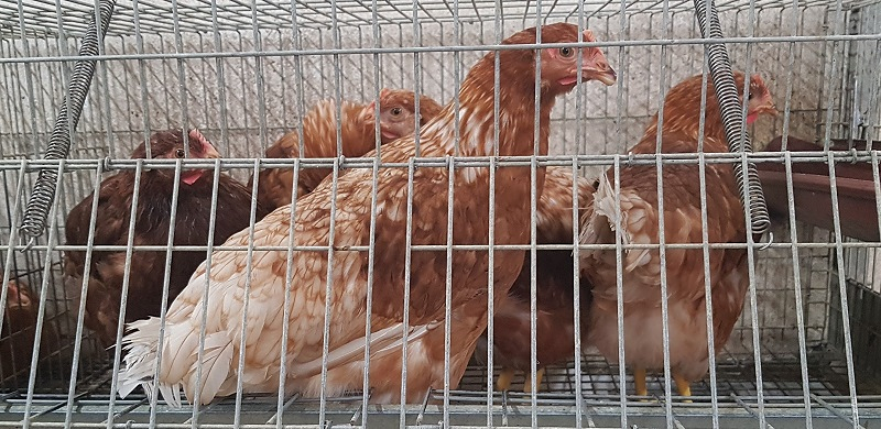 Suministros La Granja 4