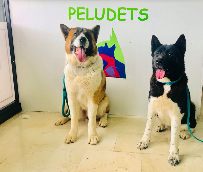 Clínica Veterinaria Domesticos y Exóticos Peludets 3