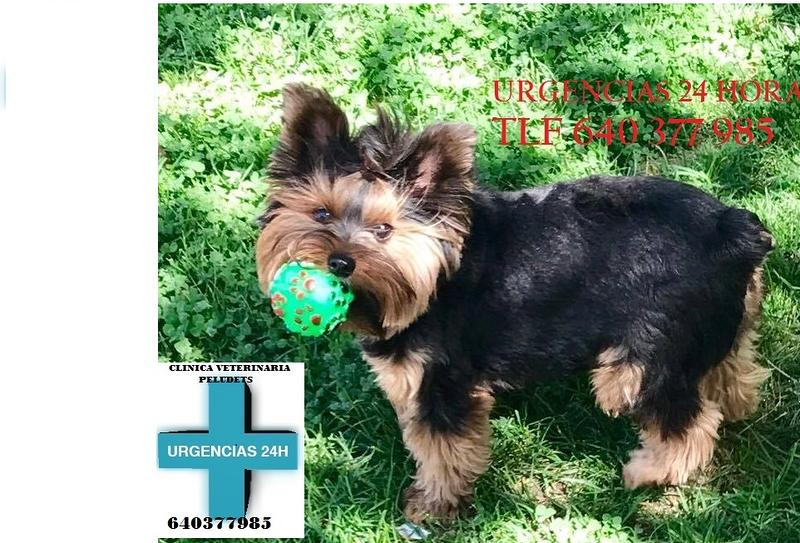 Clínica Veterinaria Domesticos y Exóticos Peludets 6