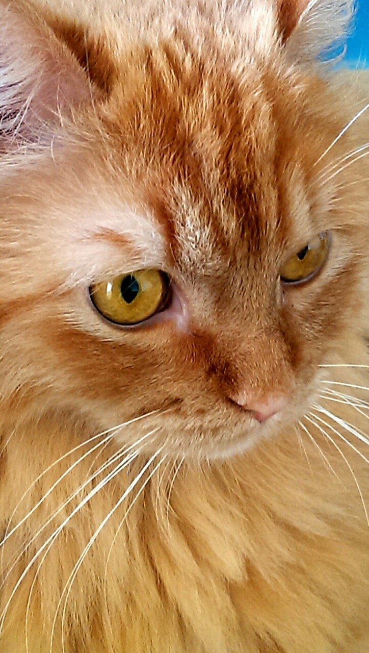 Clínica Veterinaria Domesticos y Exóticos Peludets 5