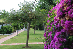 Jardinería Costa Verde 3 Jardinería Costa Verde 3