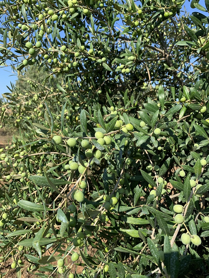 Oli De Santanyí S.L. 7