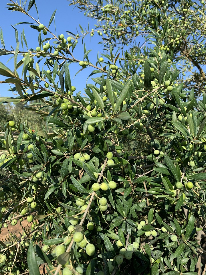 Oli De Santanyí S.L. 18