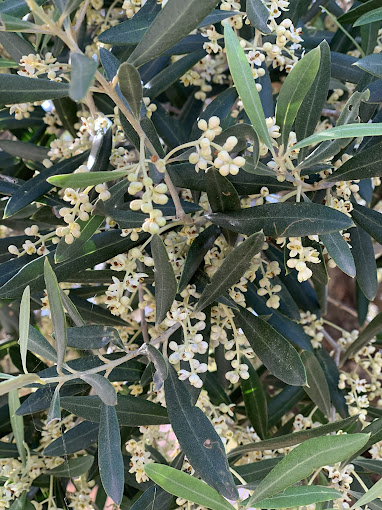 Oli De Santanyí S.L. 2