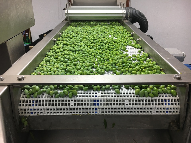 Oli De Santanyí S.L. 11