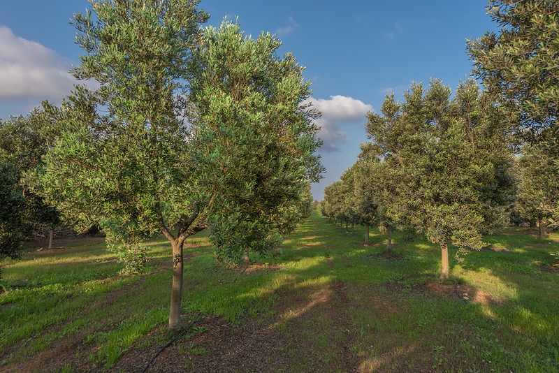 Oli De Santanyí S.L. 10