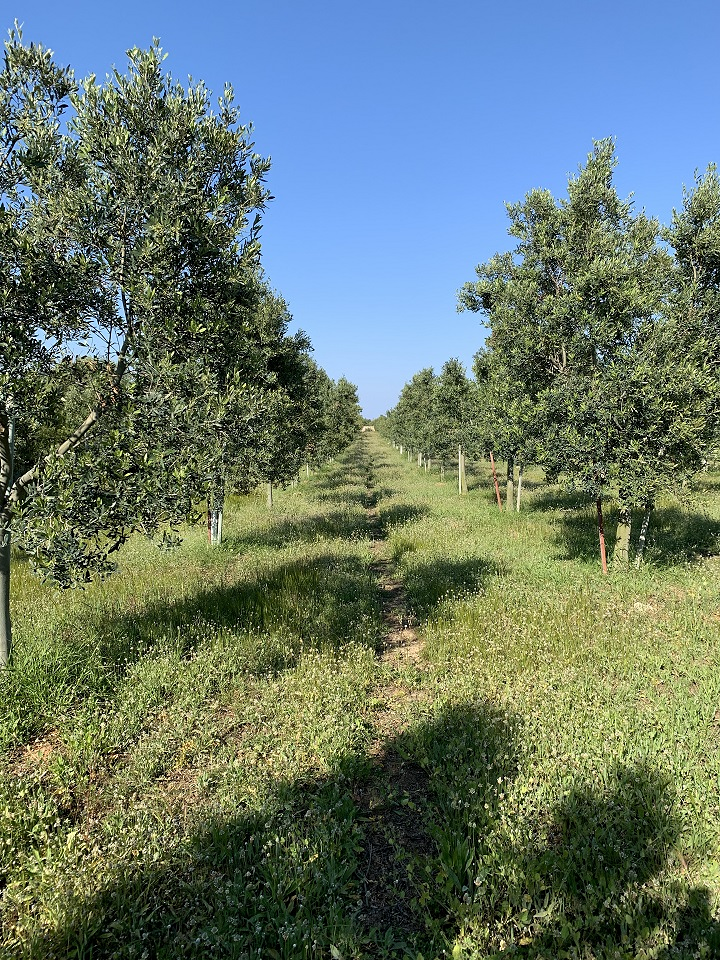 Oli De Santanyí S.L. 6