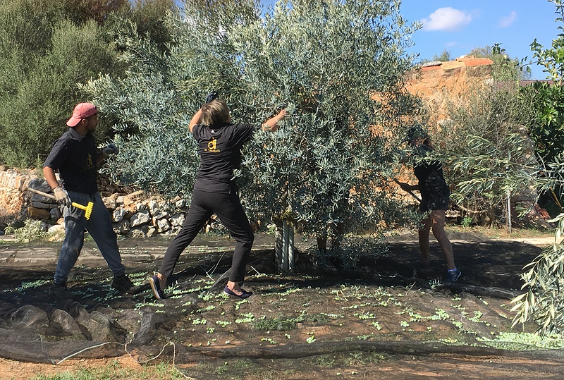 Oli De Santanyí S.L. 12