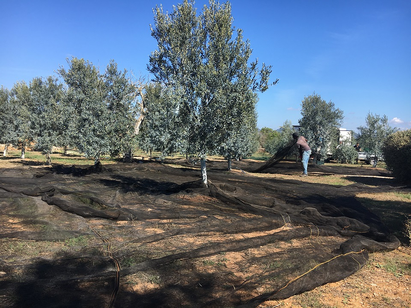 Oli De Santanyí S.L. 8