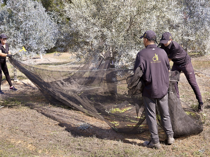 Oli De Santanyí S.L. 13