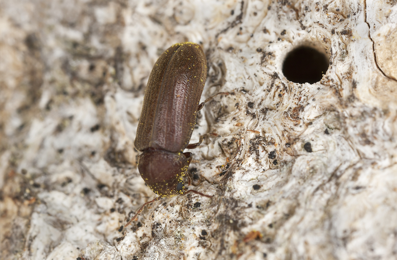 Control De Plagas Valencia PALOMAS Y OTRAS AVES: CONTROL DE PLAGAS