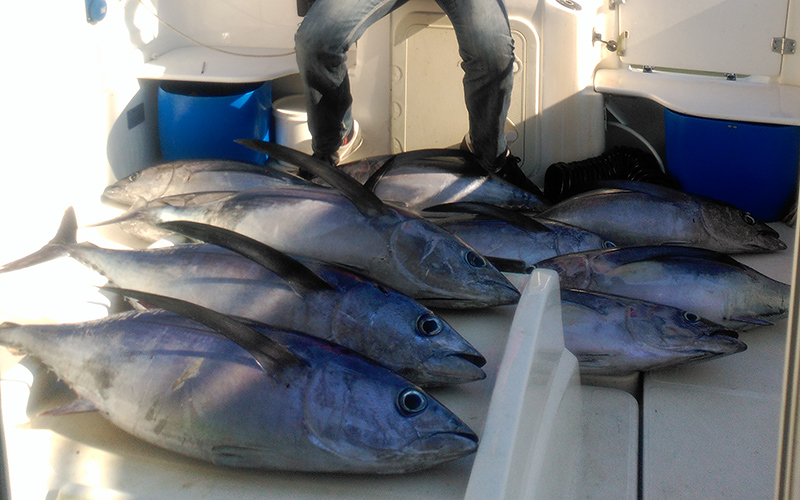 Boat Trips San Sebastian Donostia/San Sebastián