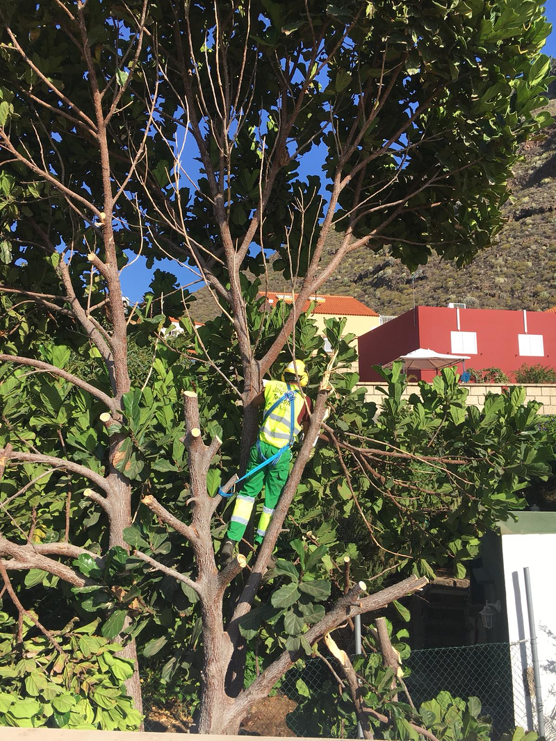 Las Dos Flores Jardiner&iacute;a y Servicios Integrales 26