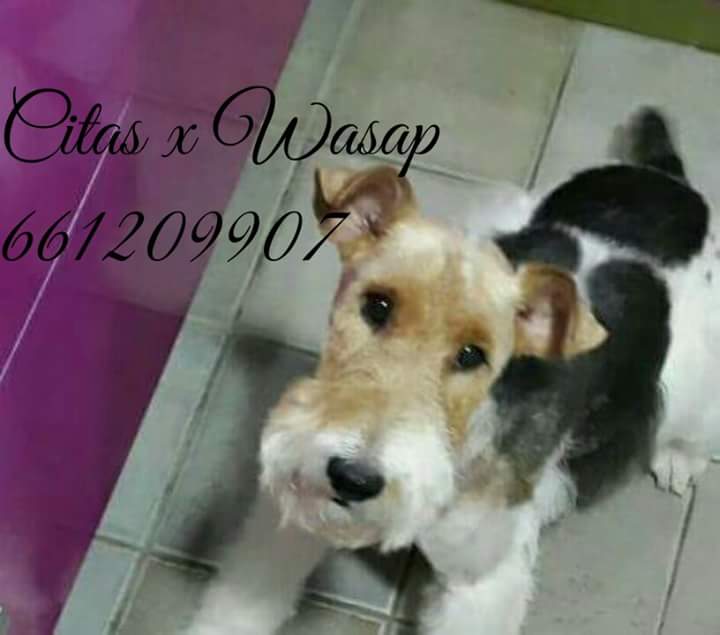 Galería de imágenes