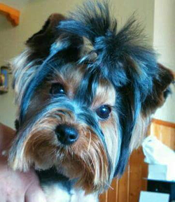 Galería de imágenes