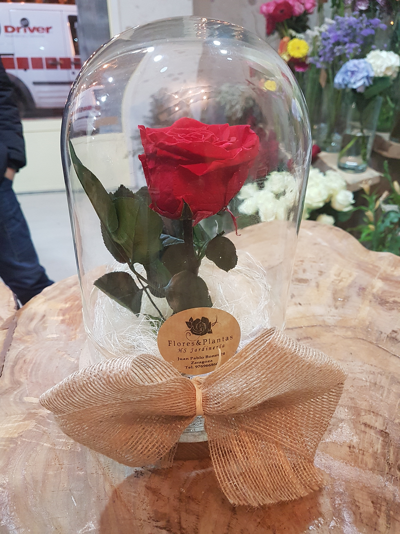 Florister&iacute;a Flores & Plantas Zaragoza 41