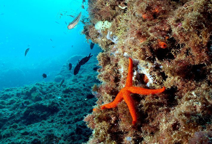 Centro de Buceo del Sureste Bachisub 14