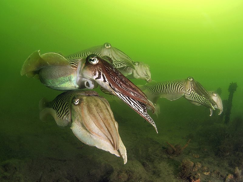 Centro de Buceo del Sureste Bachisub 16